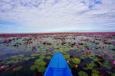 Purple water lily in lake against sky