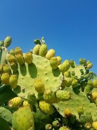 Low angle view of prickly pear cactus against clear blue sky