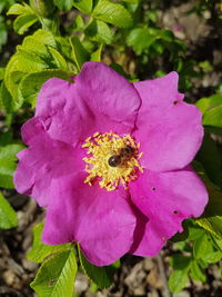 Close-up of bee on flower blooming outdoors
