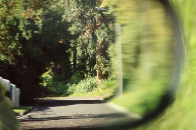 Road passing through trees