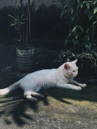 Portrait of cat resting on plant