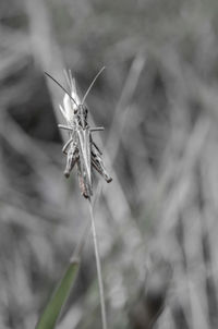 Close-up of insect