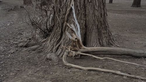 Bare tree in forest