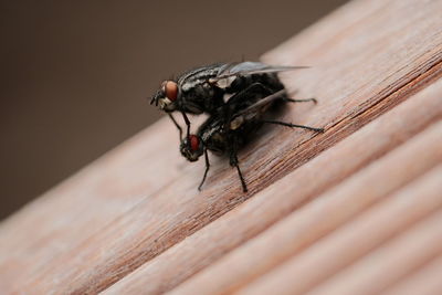 Close-up of fly on wooden table