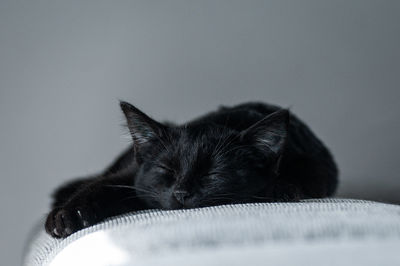 Close-up of cat sleeping