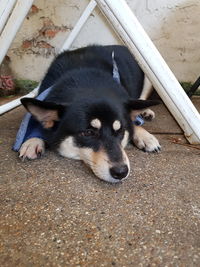 High angle portrait of puppy relaxing outdoors