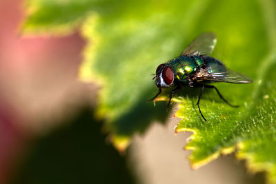 Close-up of fly on leaf