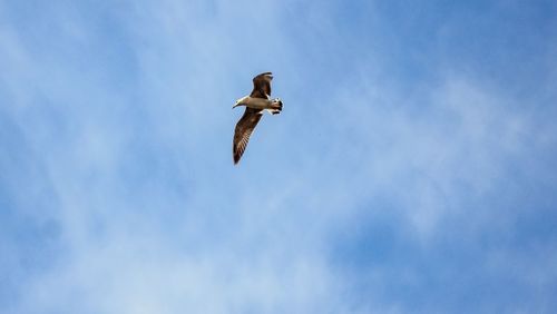 Low angle view of seagull flying