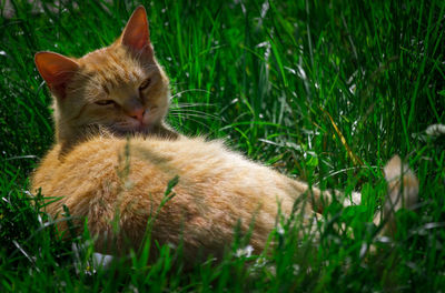 Close-up of ginger cat on grass