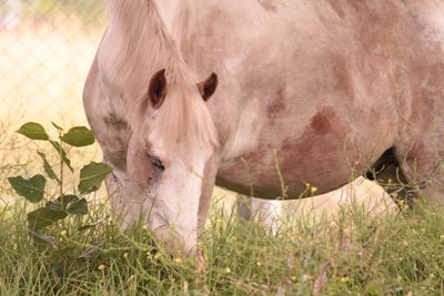 Close-up of a horse on field