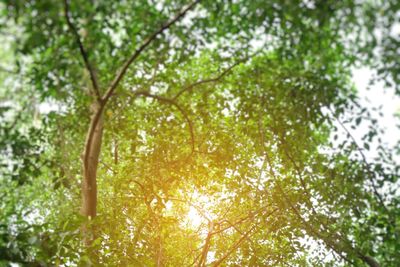 Low angle view of trees in forest