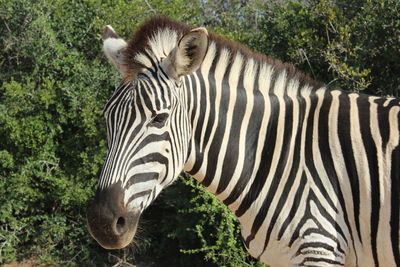 View of a zebras