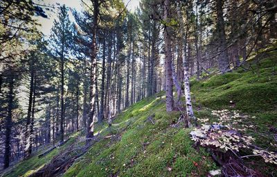 Trees in forest