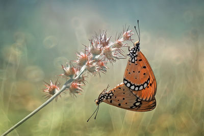 Close-up of butterfly pollinating on flower