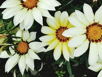 Close-up of yellow flowers blooming outdoors