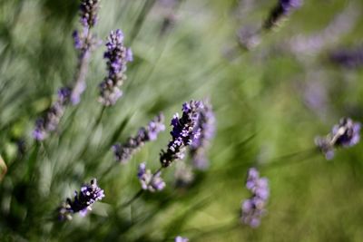 Close-up of purple flowering plants on field