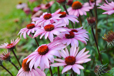 Close-up of flowers blooming outdoors