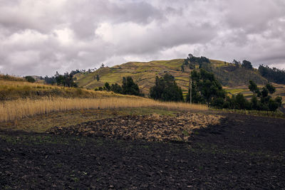 Scenic view of field against sky