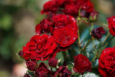 Close-up of red roses