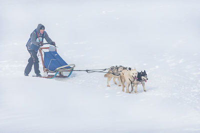 View of dog in snow