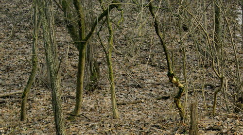 Bamboo trees in forest