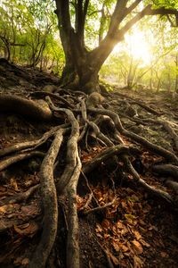 Tree trunk in forest