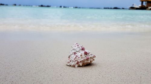 Surface level of shell on beach