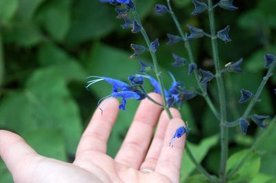 Close-up of woman holding blue flower