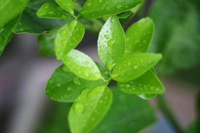 Close-up of wet plant