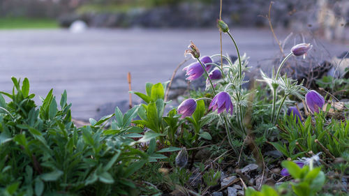 Close-up of purple crocus blooming outdoors