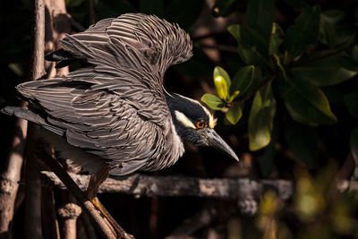 Yellow crowned night heron wading bird nyctanassa violacea perches on a mangrove tree 