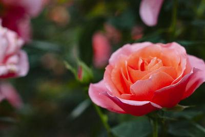 Close-up of pink rose