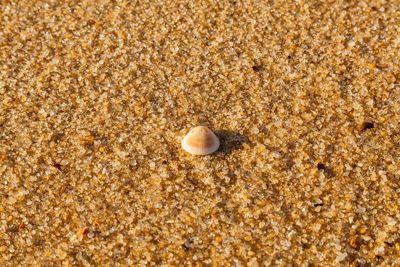 Close-up of shells on sand