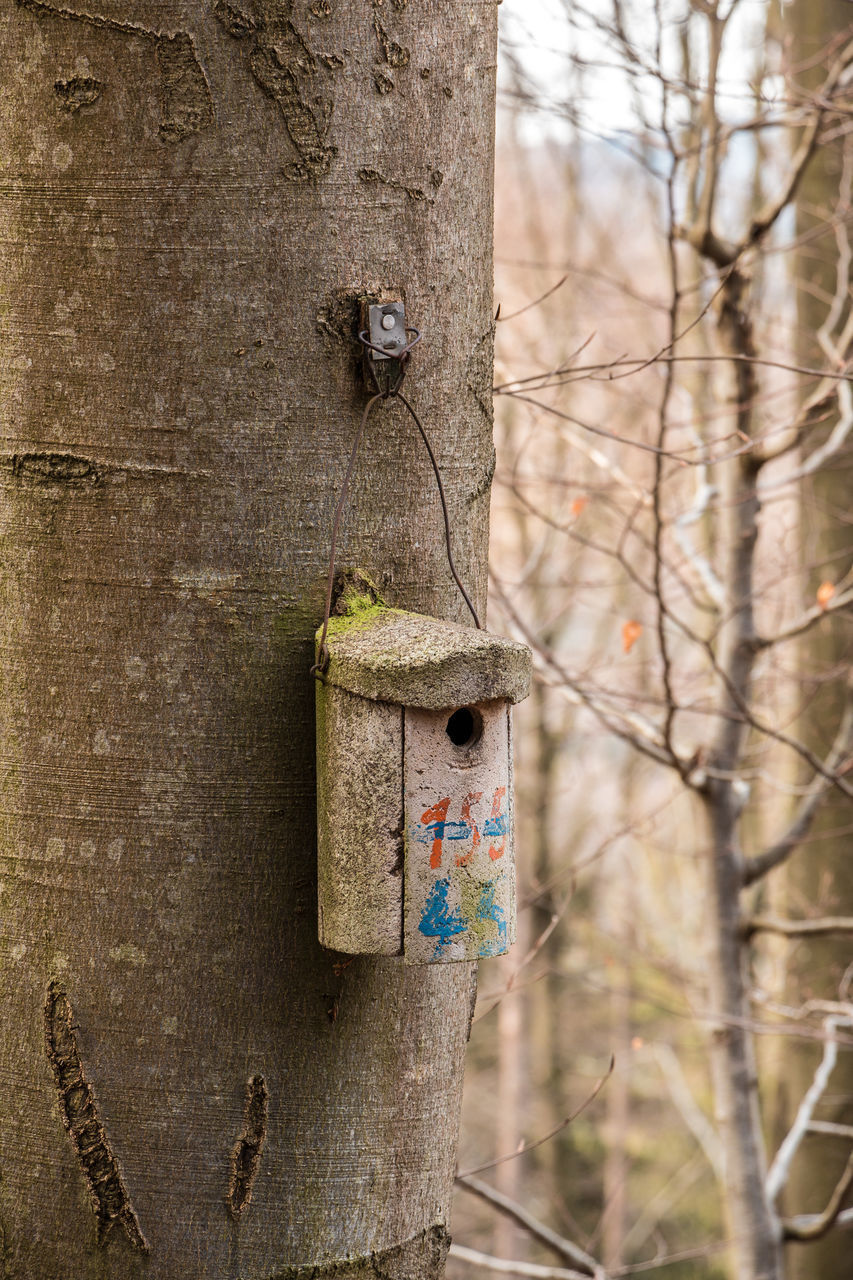 CLOSE-UP OF BIRDHOUSE ON TREE TRUNK AGAINST PLANTS