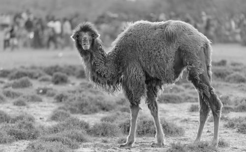 Portrait of camel on field