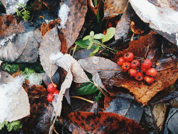 High angle view of fruits