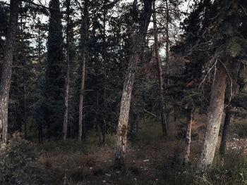 Trees in forest