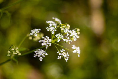 Close-up of white flowering plant