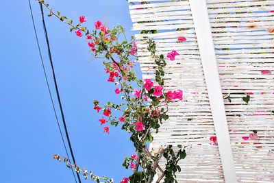 Low angle view of pink flowers