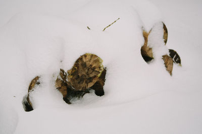 High angle view of crab on snow