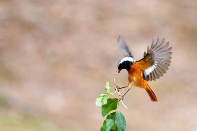 Close-up of a bird flying