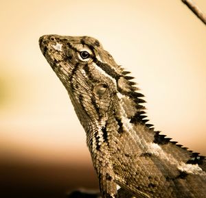 Close-up of lizard on white surface