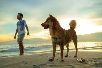 Full length of a dog on beach