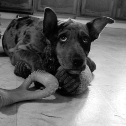 Portrait of dog on floor at home