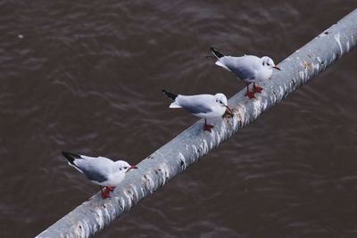Seagulls perching on lake