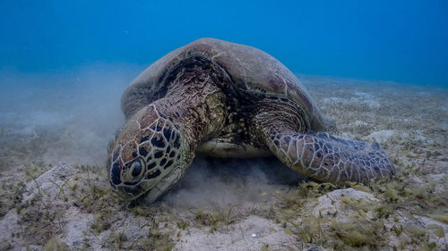 Close-up of turtle in sea
