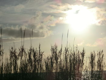 Plants against sky during sunset