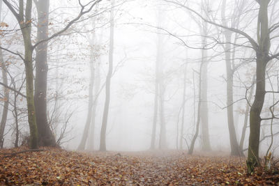 Trees in forest during winter