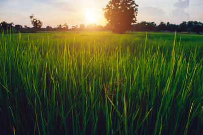 Crops growing on field against sky during sunset