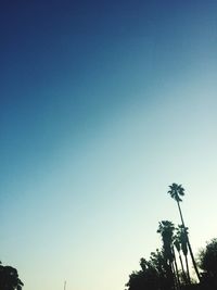 Low angle view of trees against blue sky